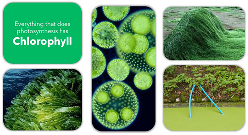 HAB-Webinar-Part1-Everything-Photosynthesis-Chlorophyll.jpg